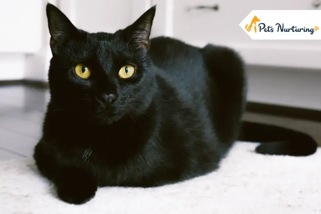 Bombay Cat Breed