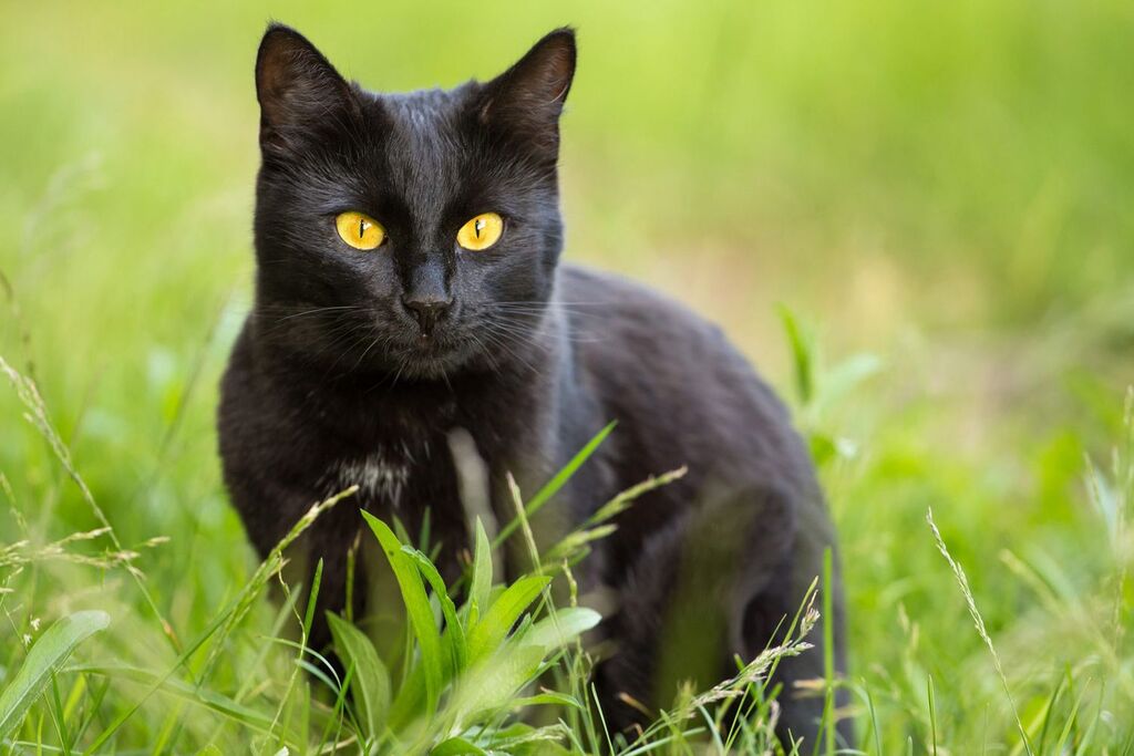 Bombay Cat breeds