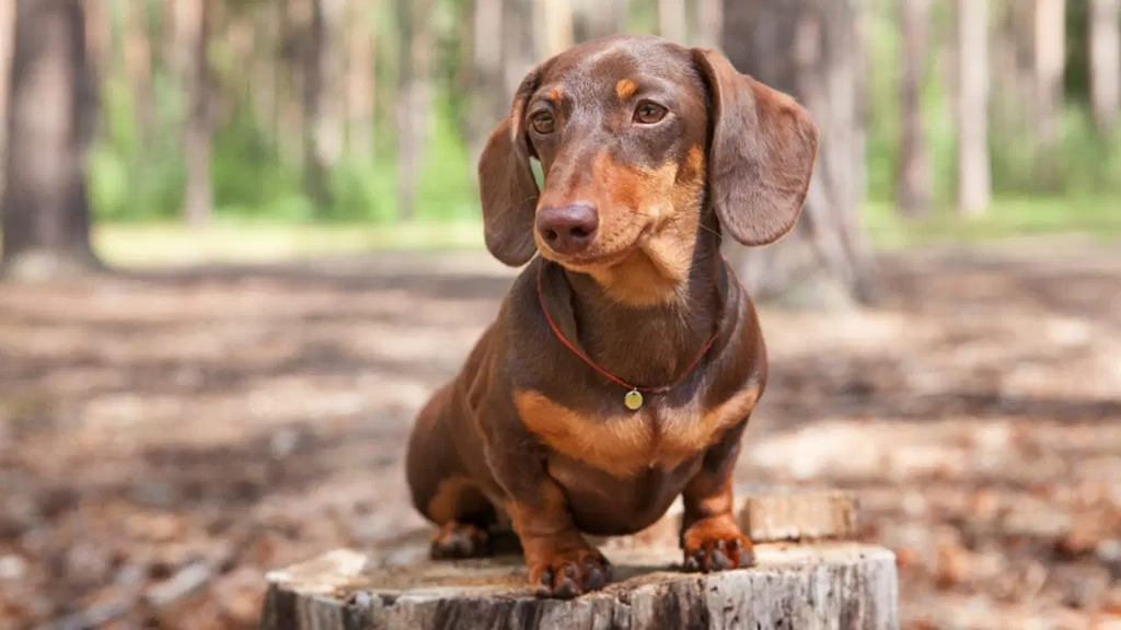 Dachshunds