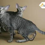 Oriental Shorthair Cat