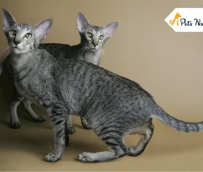 Oriental Shorthair Cat