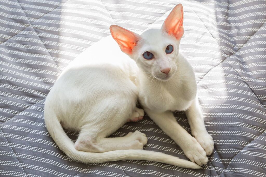 Oriental Shorthair Cat Breed