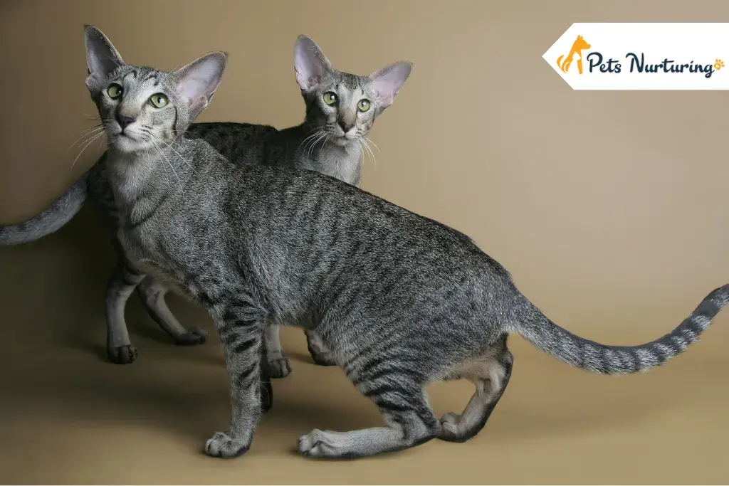 Oriental Shorthair Cat