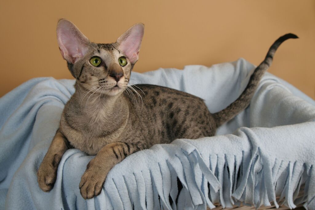 Oriental Shorthair Cats