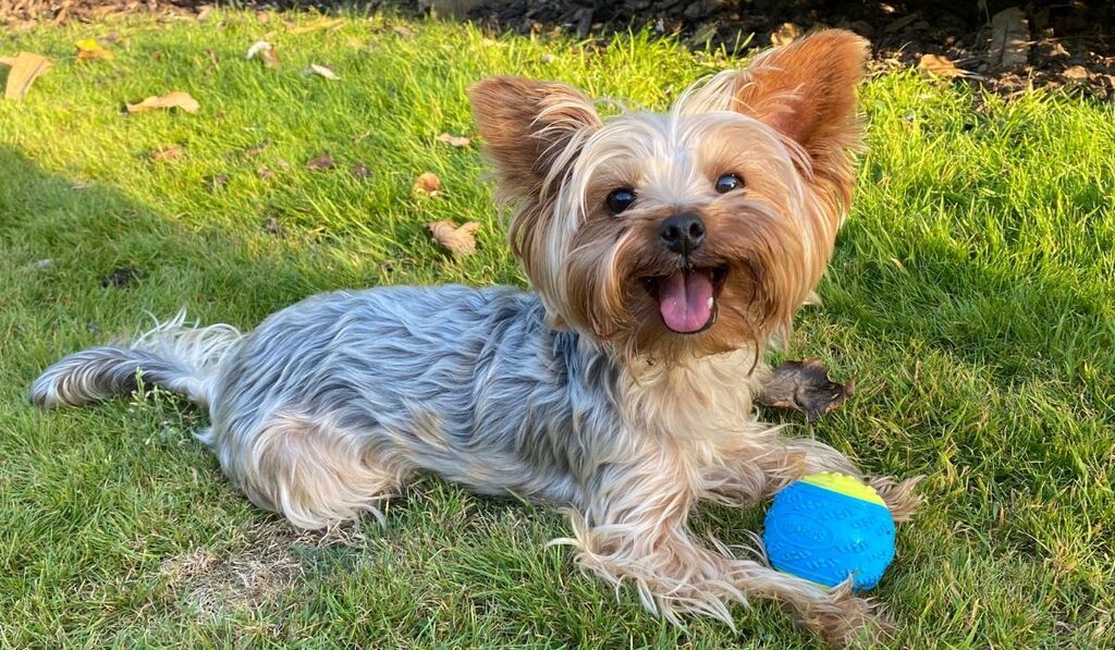 Yorkshire Terriers