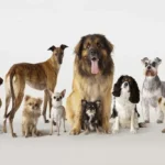 dog breeds