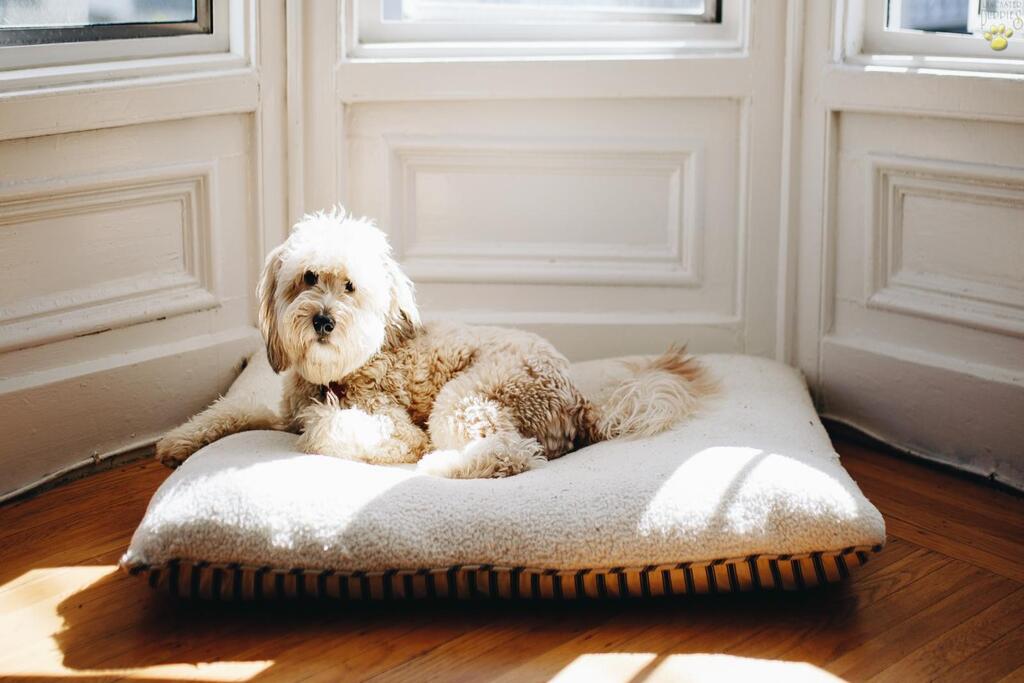 factors to consider when Choosing a washable dog bed