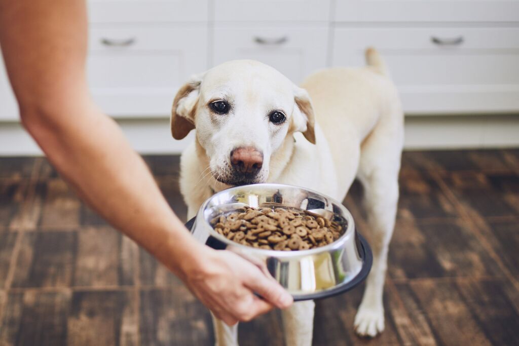 Feeding your dog