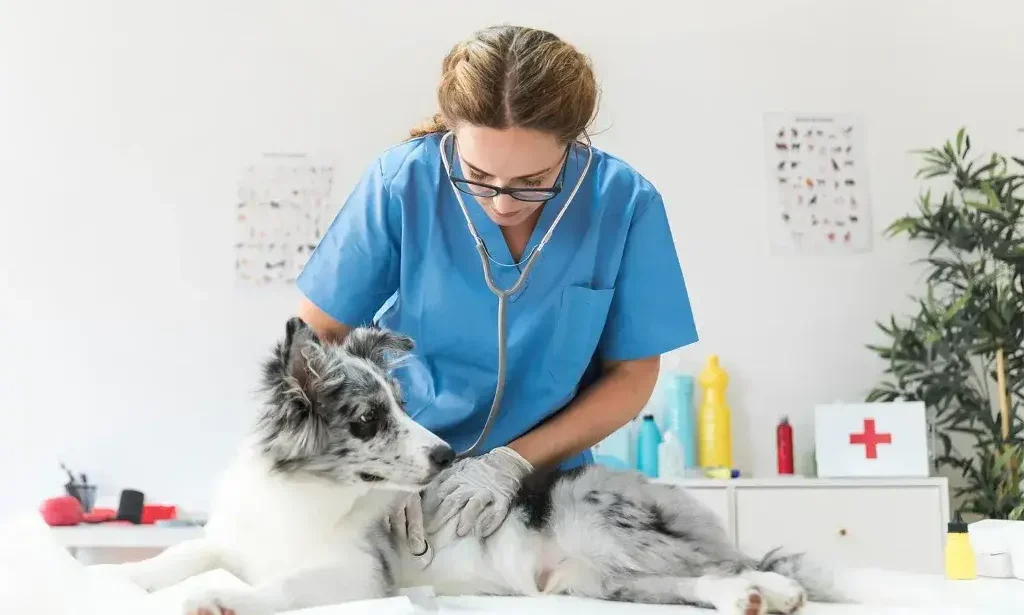 Full-Service Animal Hospital for Your Pet