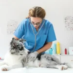 Full-Service Animal Hospital for Your Pet