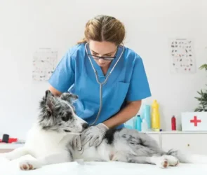 Full-Service Animal Hospital for Your Pet