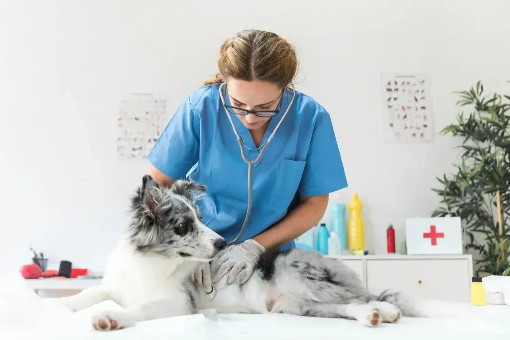 Full-Service Animal Hospital for Your Pet