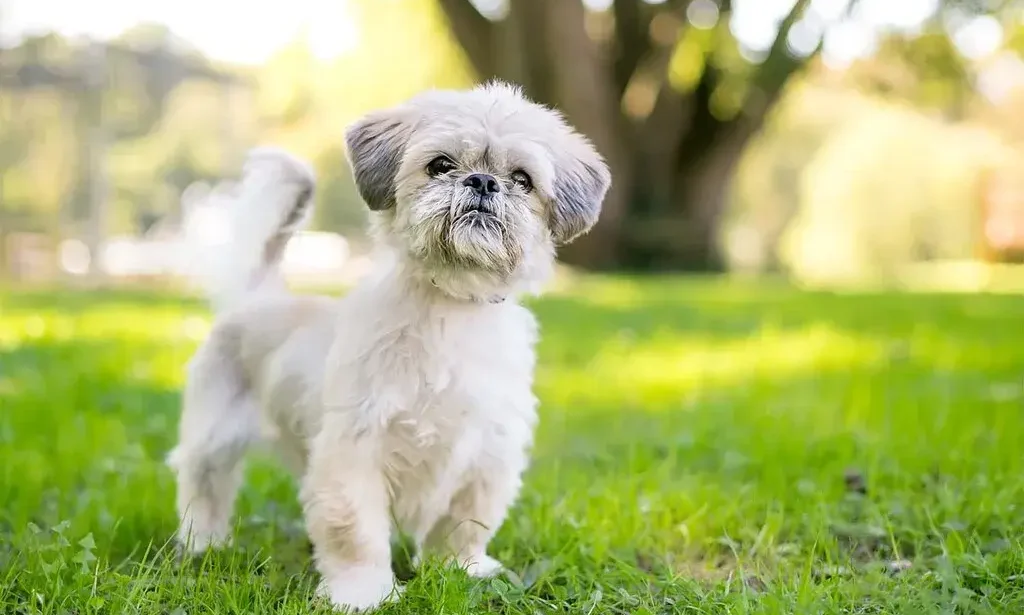 Shih Tzu