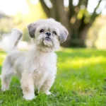 Shih Tzu