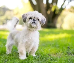 Shih Tzu