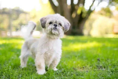 Shih Tzu