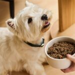 dog nutrition