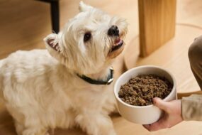 dog nutrition