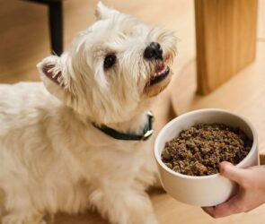 dog nutrition