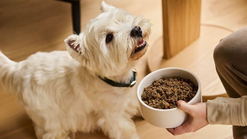 dog nutrition