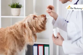 Lyme Disease in Dogs