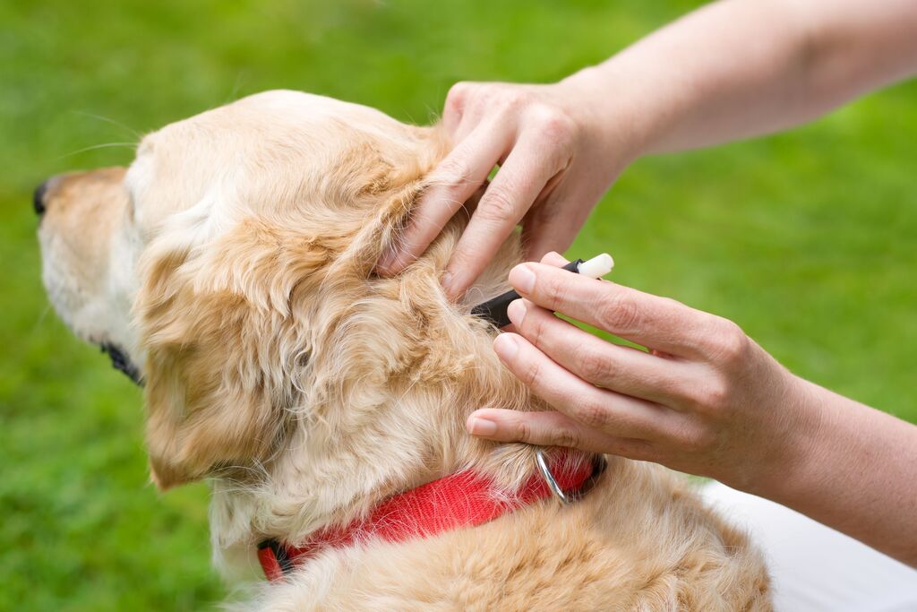 treatment for lyme disease in dogs