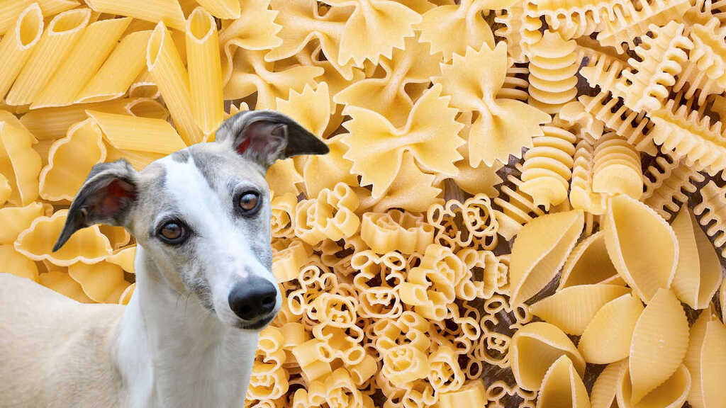 What Kind of Pasta is Okay for Dogs?