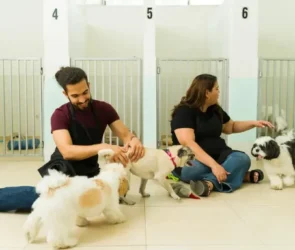 How to Choose a Dog Daycare